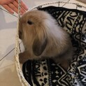 2020年12月5日生まれロップイヤーの赤ちゃん
