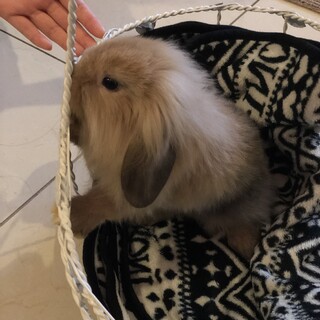 2020年12月5日生まれロップイヤーの赤ちゃん