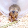 パパイヤのかじり木をかじかじ♪回し車もさっそく遊んでます(  *´ω`*  )/