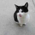 子猫の家族募集中です