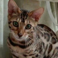 るびぃ