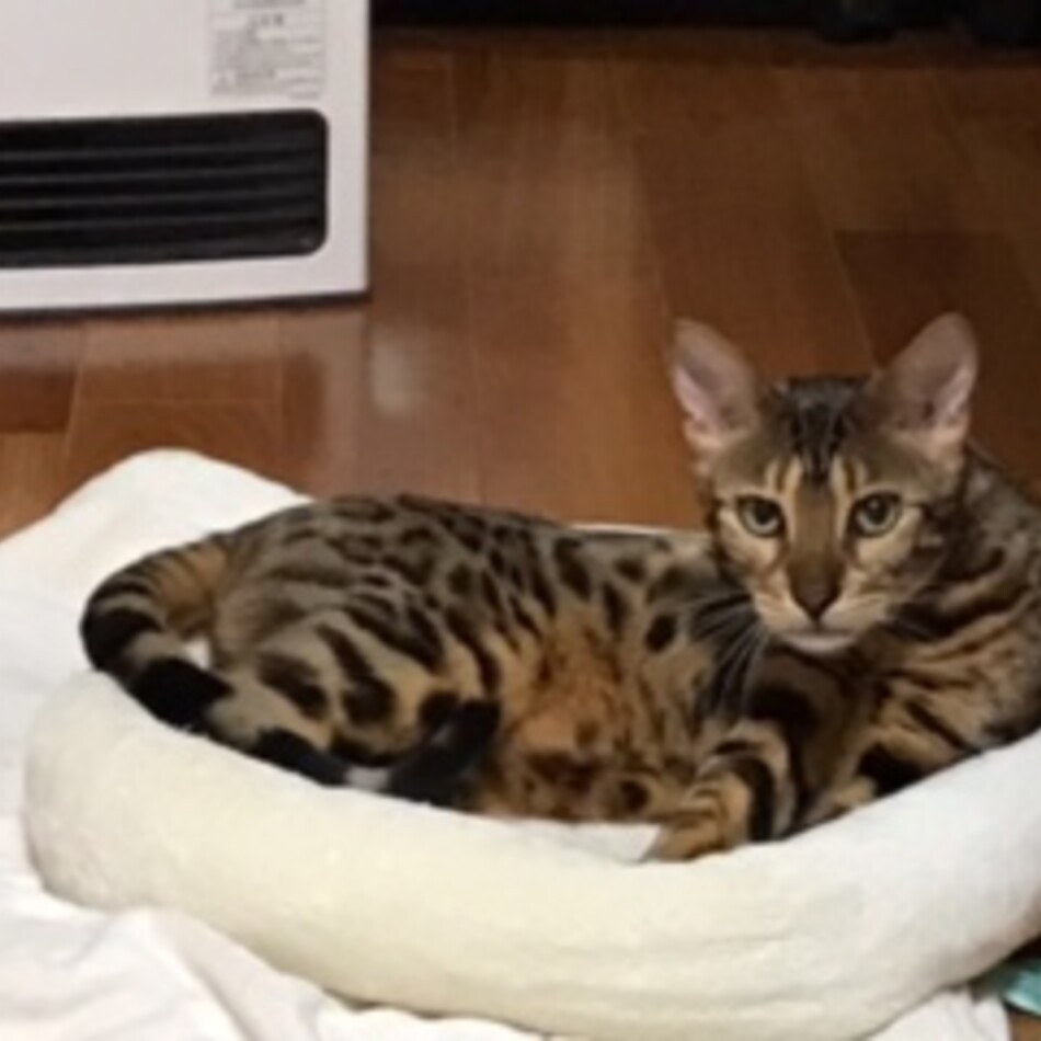 るびぃのカバー写真