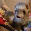 フェレットちゃん