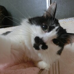 板橋区猫の譲渡会