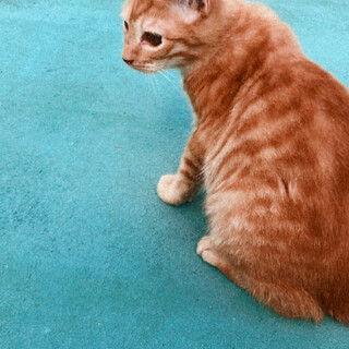 里親さん急募です