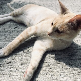 里親さん急募です