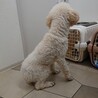 大きめのプードル★フクちゃん３歳 サムネイル4