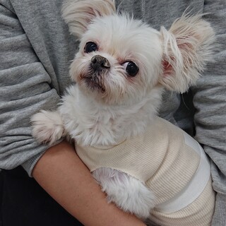 シーズー×マルチーズMIX？ホタテちゃん 飼育放棄