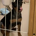 0歳のミニチュアピンシャー　オス