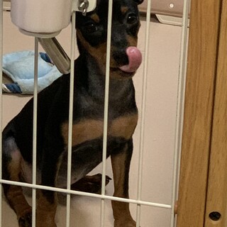 0歳のミニチュアピンシャー　オス