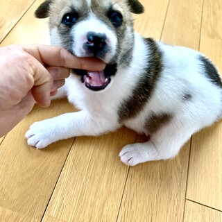 里親さま決まりました☆
