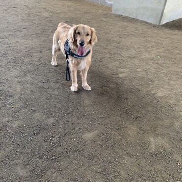 近くの公園で遊ぶボルト