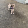 近くの公園で遊ぶボルト