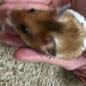 カラーハムスター