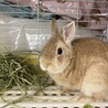 保護うさぎ　（かくれんぼーず） ちゃおくん サムネイル2