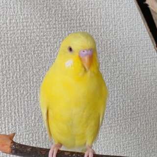 生後５ヶ月の手乗りインコちゃんです