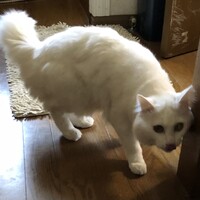 めぇ