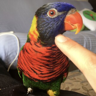 ゴシキセイガイインコ(手乗り)  オスです。