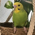 セキセイインコ(3カ月)里親様を探しています。