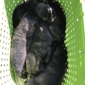 ミックス犬里親募集中