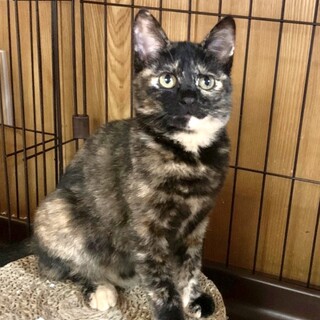 【フォルムがまるい】個性的なサビジョのトットちゃん