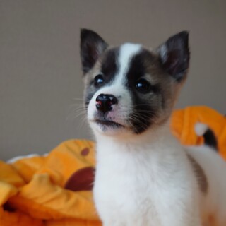 【一旦募集停止】小さめで愛らしい“りんちゃん”