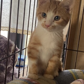 可愛いコメダ君