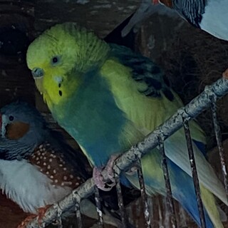 セキセイインコ　家族募集中です