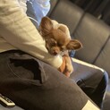 人懐こくてかまってちゃんのチワワ