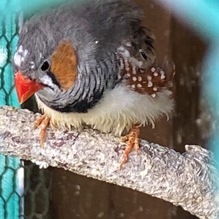 きんかちょう　お譲りします