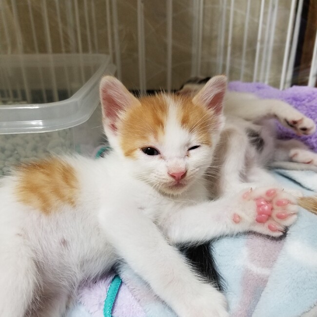 猫の休憩所withこにゃくとのカバー写真