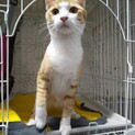 お見合い会参加、ちゃしろこねこ♂