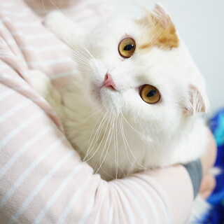 人が好き！なでなで大好きスコティッシュ★ヨシュカ君