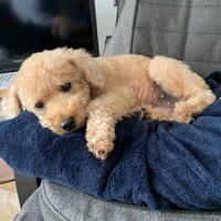 成澤ひとみ