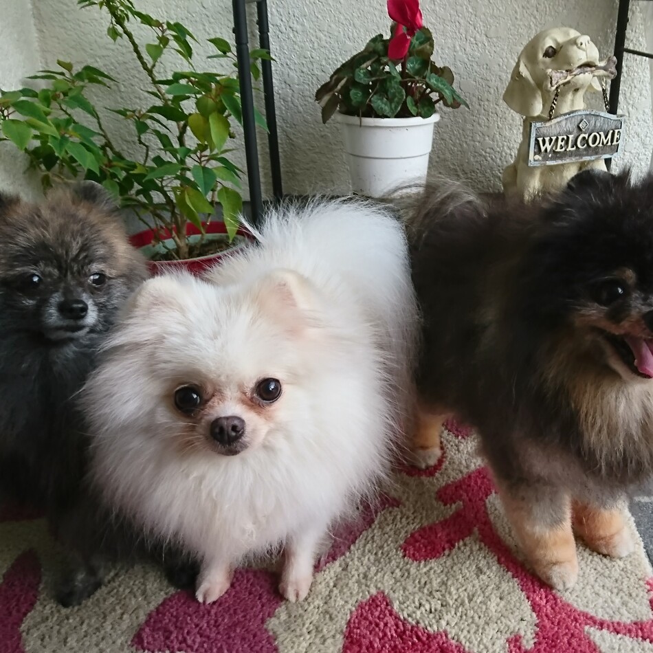 まりも・てんてん・ゆずのカバー写真