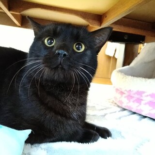 【2／4～トライアル】超甘えっ子の黒猫♪
