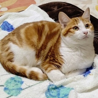 すずな君一時募集停止です。