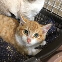 茶トラ子猫 