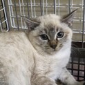 シャム系の子猫ちゃん