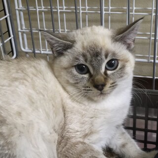 シャム系の子猫ちゃん