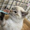 シャム系の子猫ちゃん サムネイル2