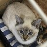 シャム系の子猫ちゃん サムネイル3