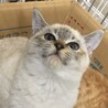 シャム系の子猫ちゃん サムネイル4