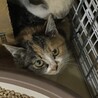 シャム系の子猫ちゃん サムネイル5