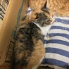 シャム系の子猫ちゃん サムネイル6