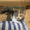 シャム系の子猫ちゃん サムネイル7