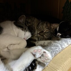 「体重測定　朝夕のルーティーン」サムネイル2