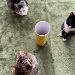 「体重測定　朝夕のルーティーン」サムネイル3