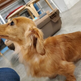 保護っこ♪ゆみちゃん♪里親絶賛募集中！