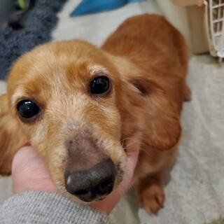 保護っこ♪あみちゃん♪里親絶賛募集中！